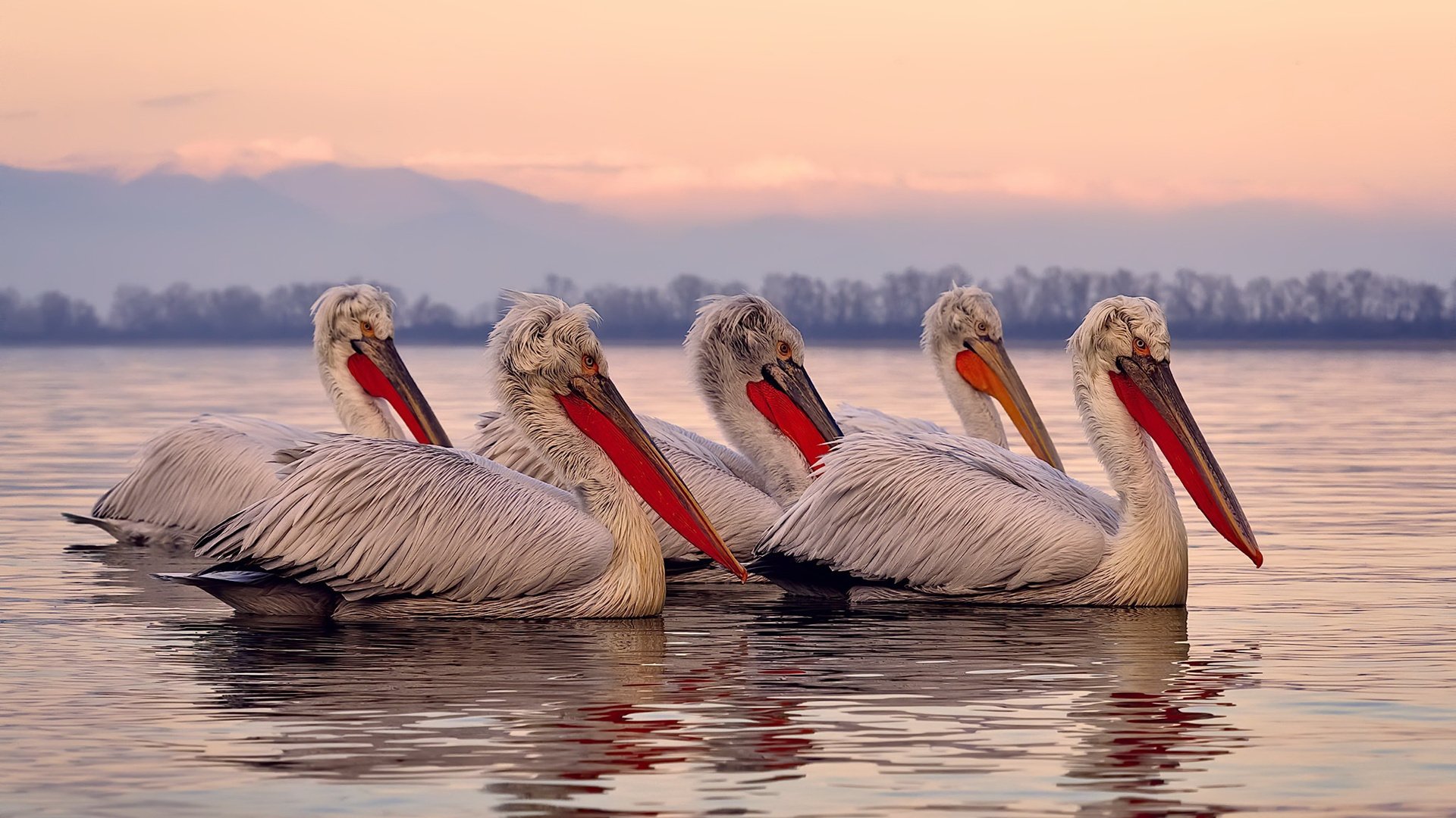 _体育纪录片热播：讲述运动员的艰难历程_，中国体育运动员纪录片