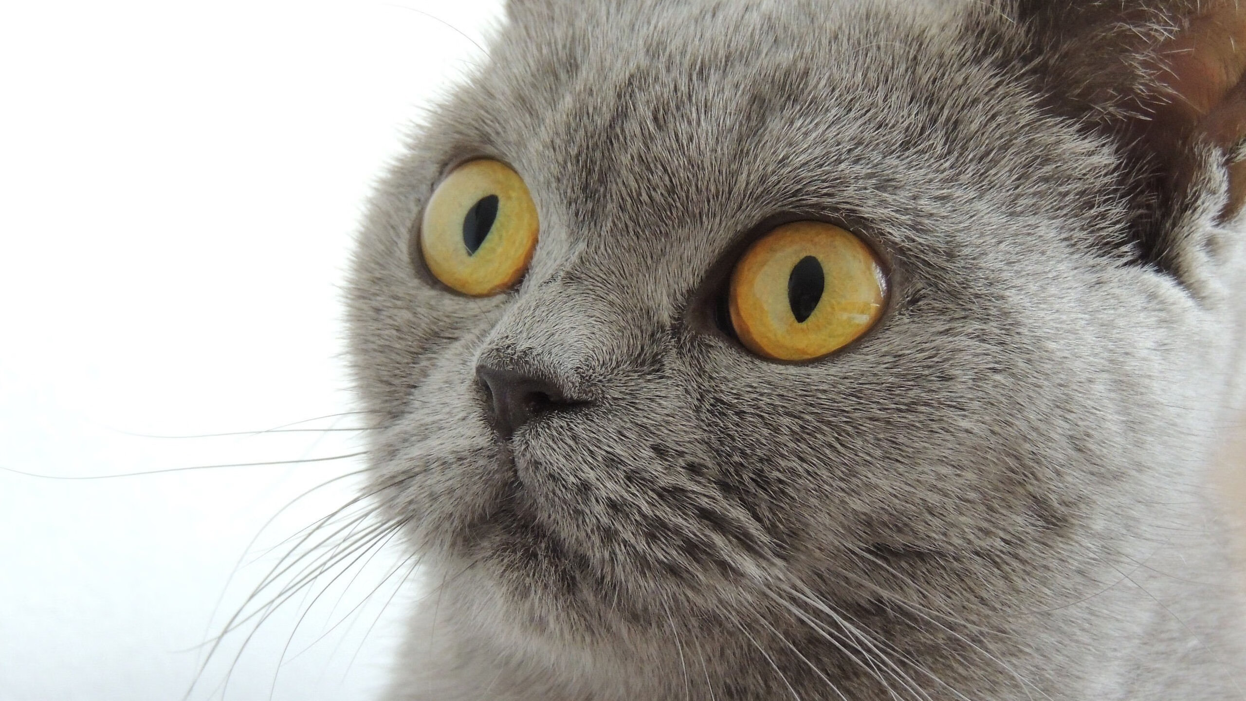 _体育精神：公平竞赛背后的故事_，体育竞技公平公正议论文